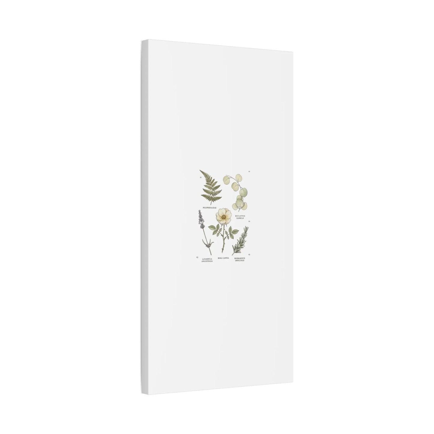 Botanical Illustration Canvas | Herbarium Wall Print, Vintage Plant Diagram Printify