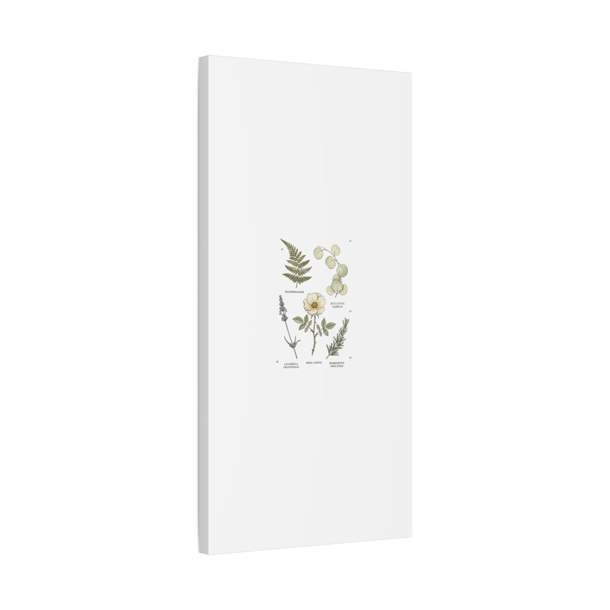Botanical Illustration Canvas | Herbarium Wall Print, Vintage Plant Diagram Printify