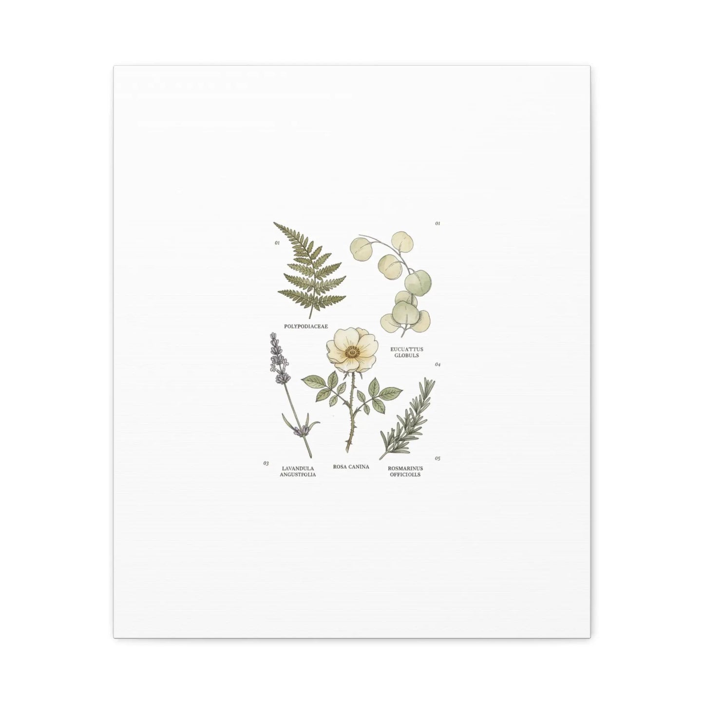 Botanical Illustration Canvas | Herbarium Wall Print, Vintage Plant Diagram Printify