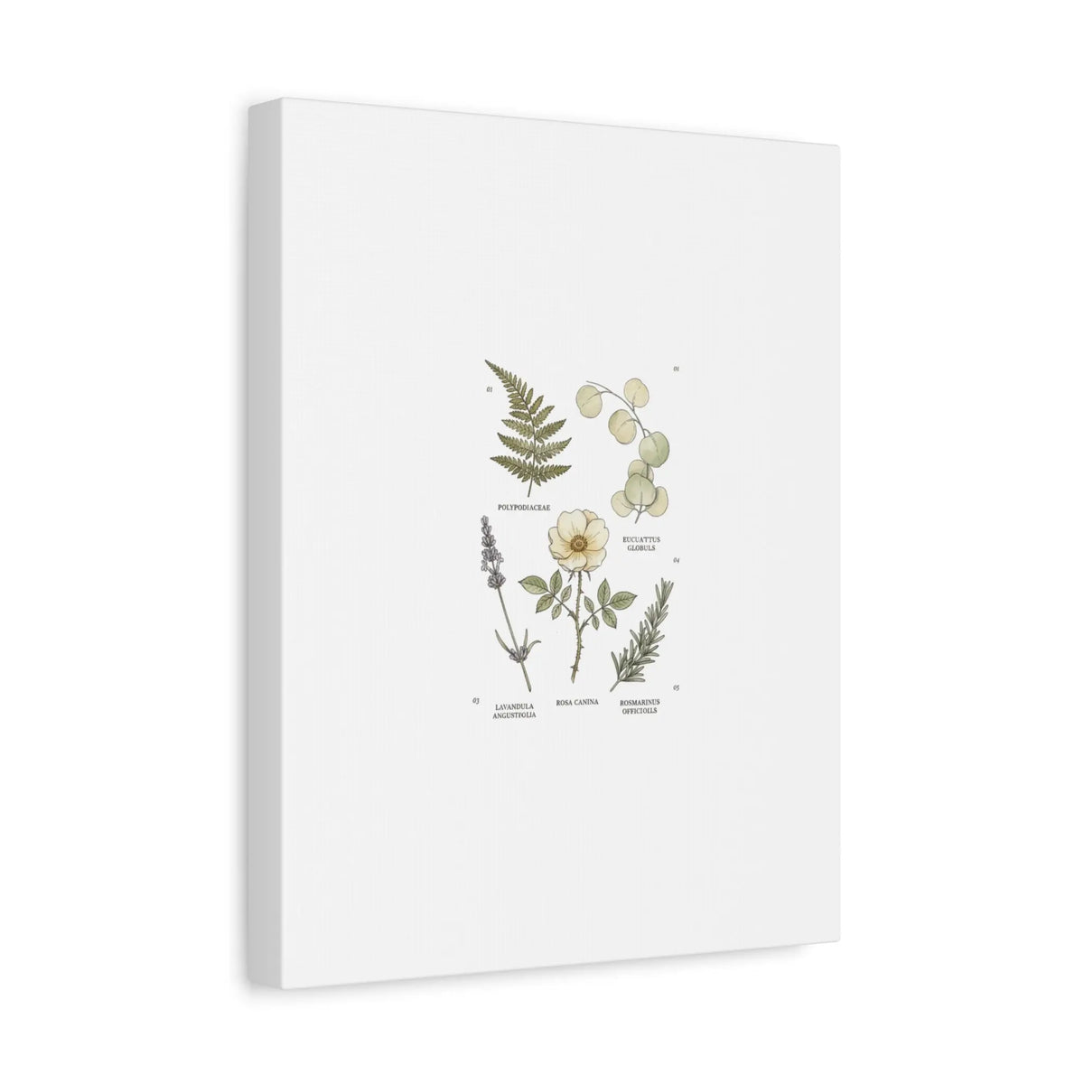 Botanical Illustration Canvas | Herbarium Wall Print, Vintage Plant Diagram Printify