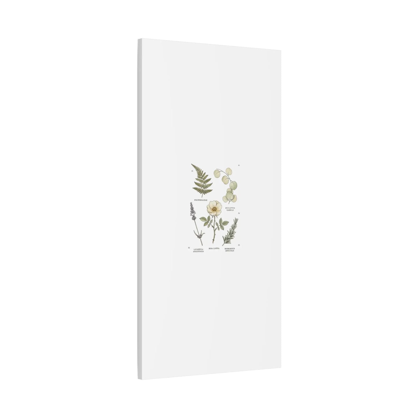 Botanical Illustration Canvas | Herbarium Wall Print, Vintage Plant Diagram Printify