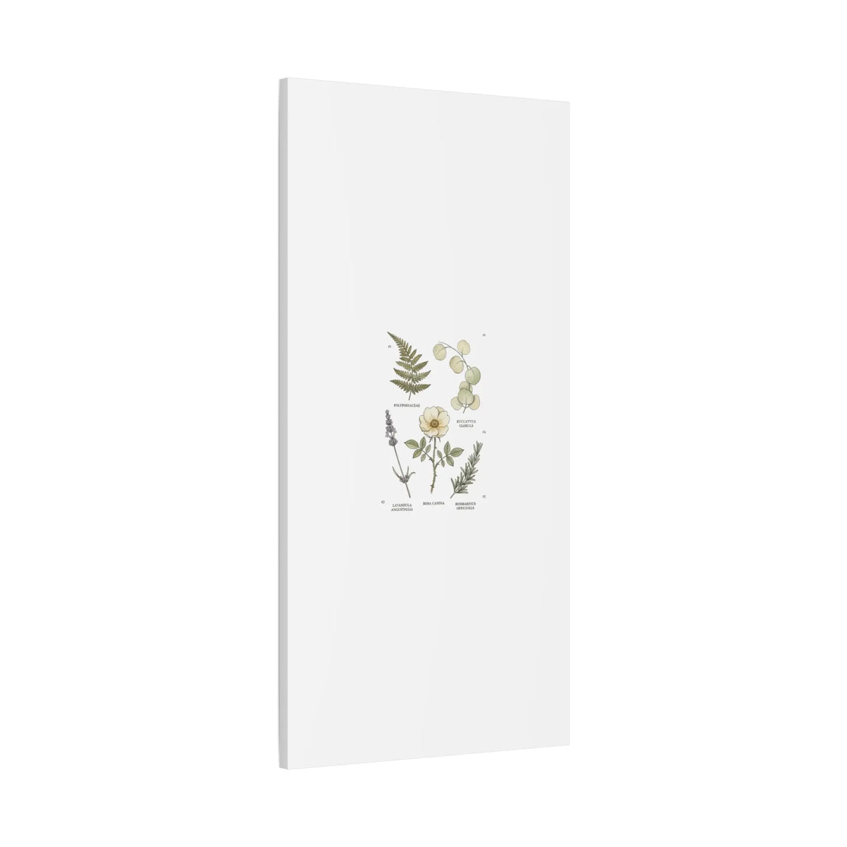 Botanical Illustration Canvas | Herbarium Wall Print, Vintage Plant Diagram Printify