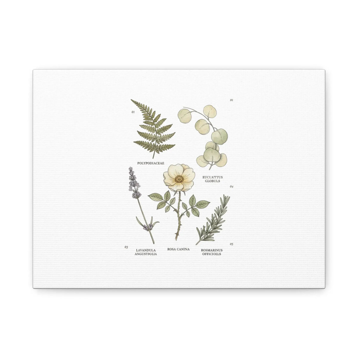 Botanical Illustration Canvas | Herbarium Wall Print, Vintage Plant Diagram Printify