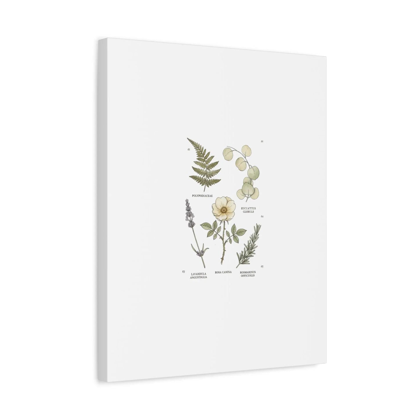 Botanical Illustration Canvas | Herbarium Wall Print, Vintage Plant Diagram Printify