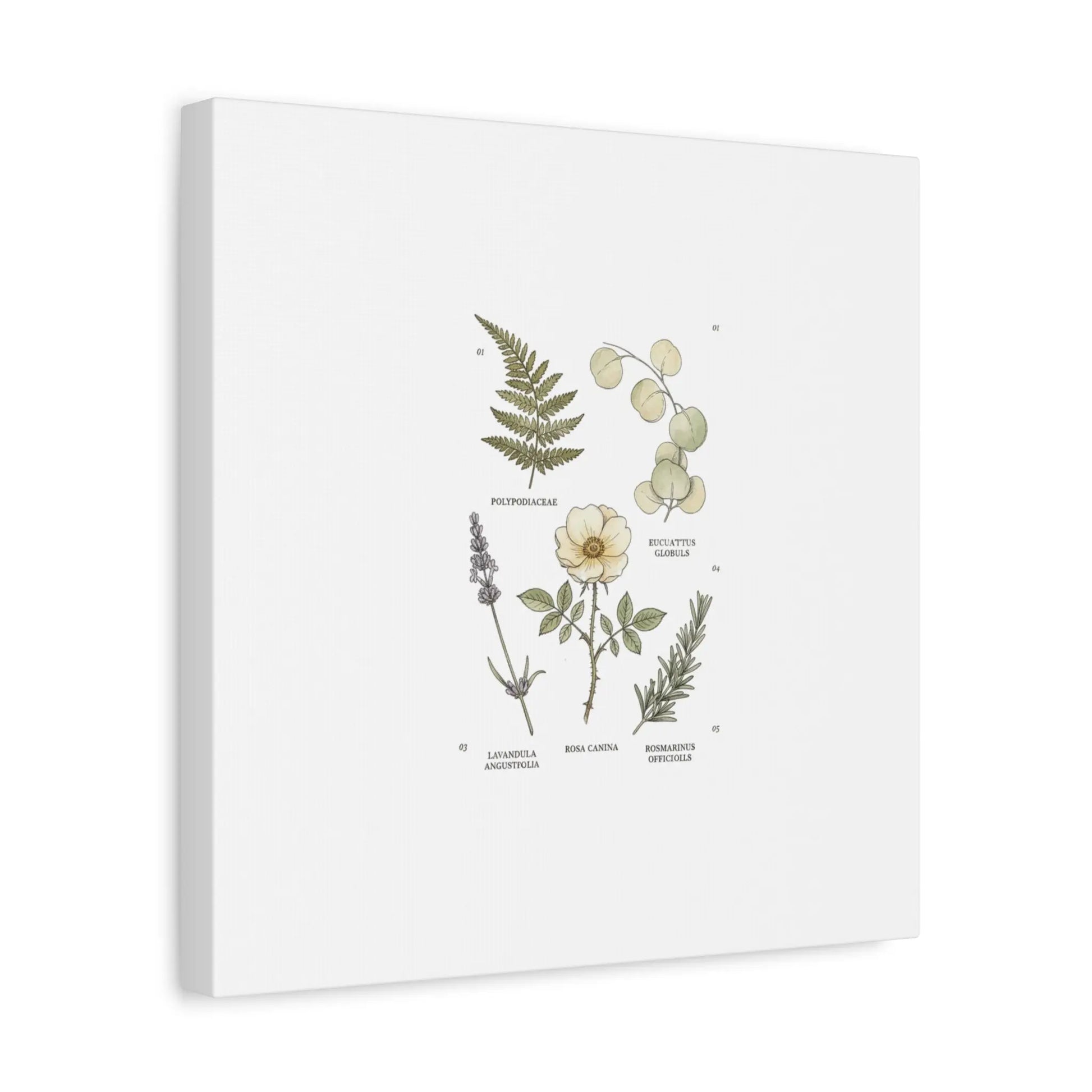 Botanical Illustration Canvas | Herbarium Wall Print, Vintage Plant Diagram Printify