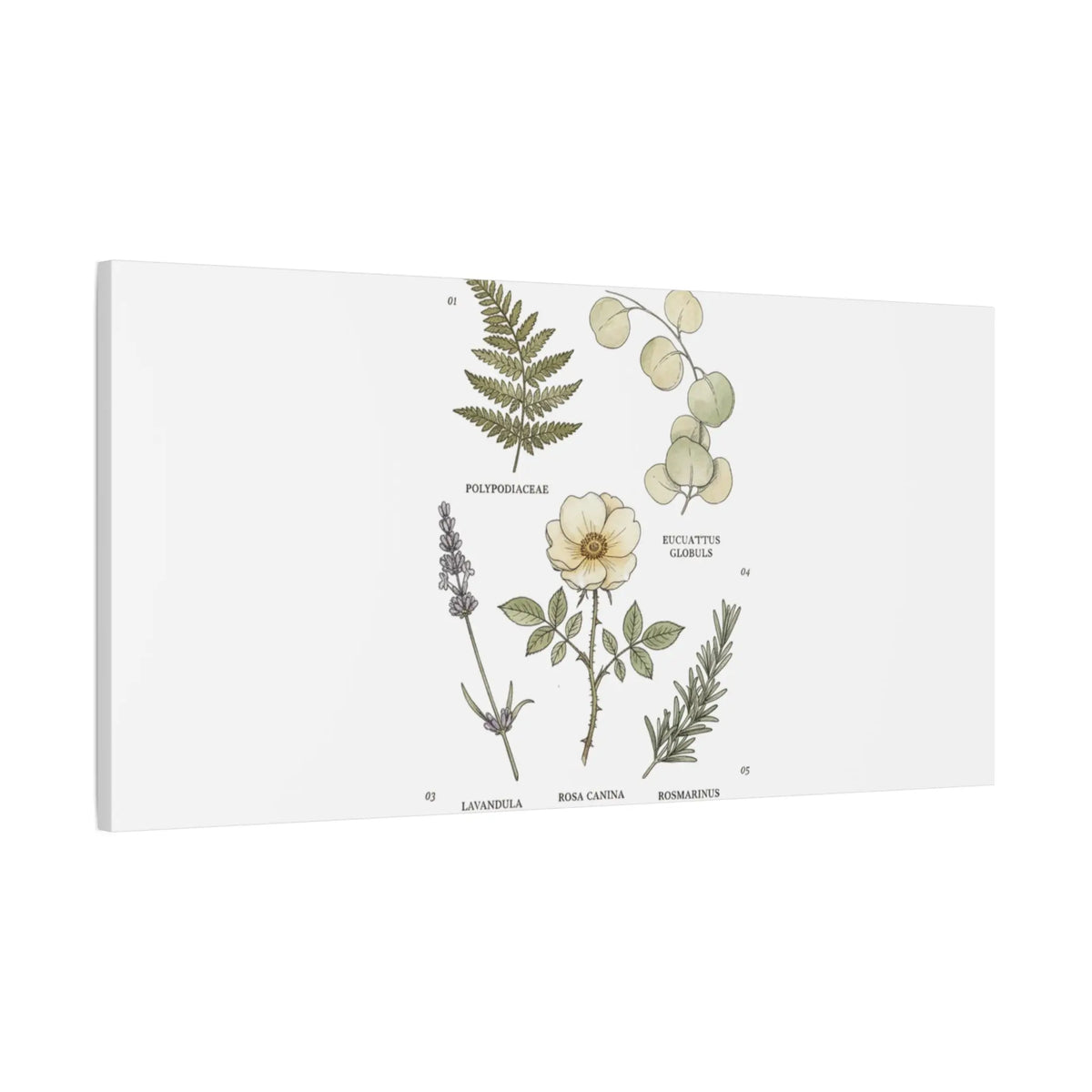 Botanical Illustration Canvas | Herbarium Wall Print, Vintage Plant Diagram Printify