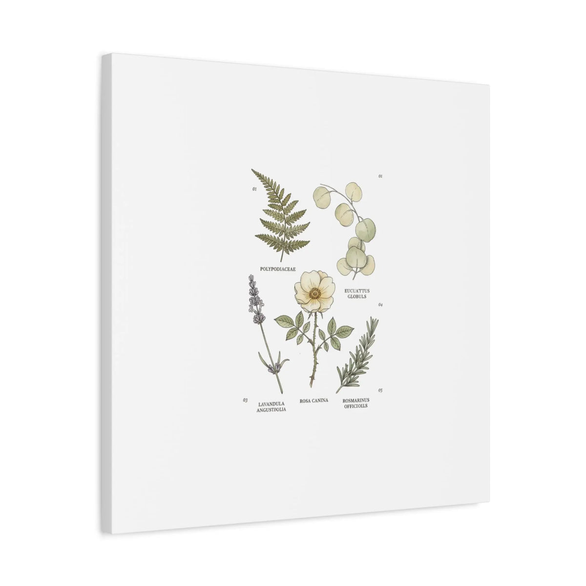 Botanical Illustration Canvas | Herbarium Wall Print, Vintage Plant Diagram Printify