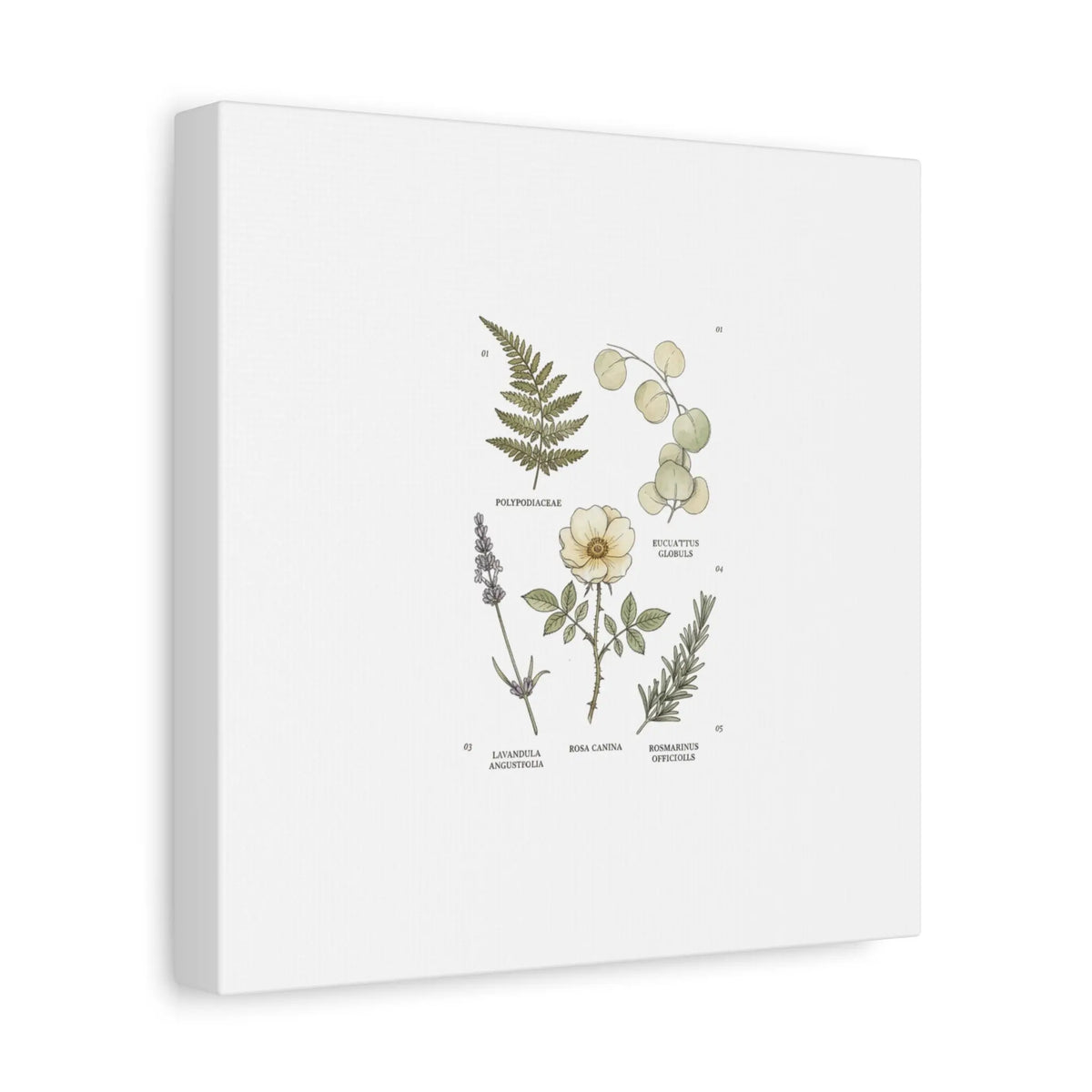 Botanical Illustration Canvas | Herbarium Wall Print, Vintage Plant Diagram Printify