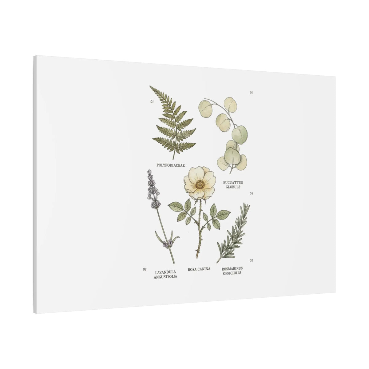 Botanical Illustration Canvas | Herbarium Wall Print, Vintage Plant Diagram Printify