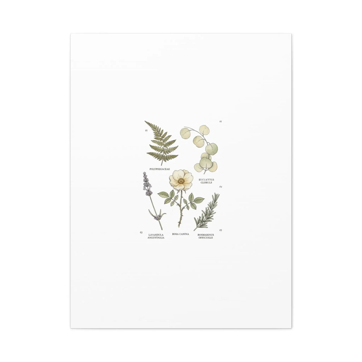 Botanical Illustration Canvas | Herbarium Wall Print, Vintage Plant Diagram Printify