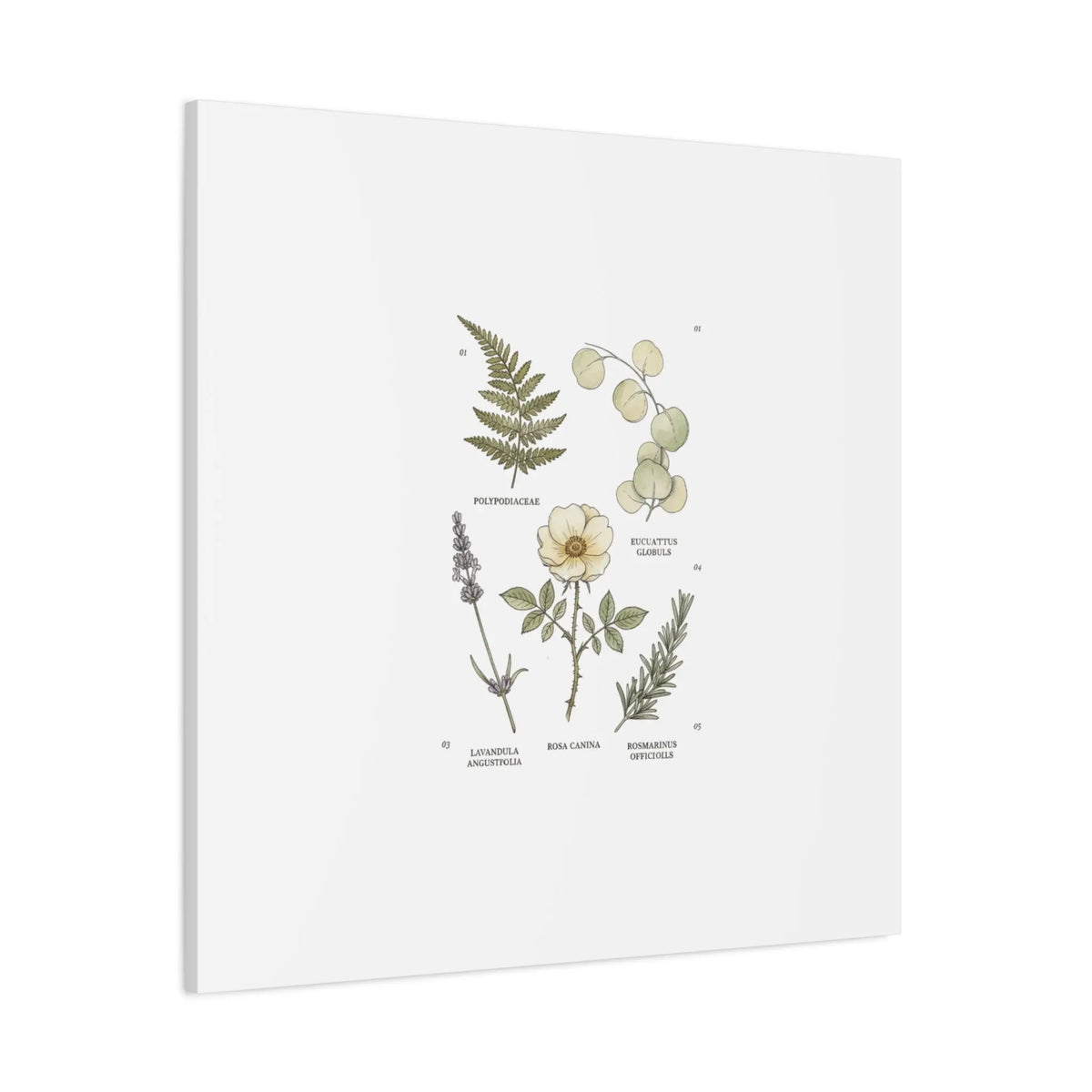 Botanical Illustration Canvas | Herbarium Wall Print, Vintage Plant Diagram Printify