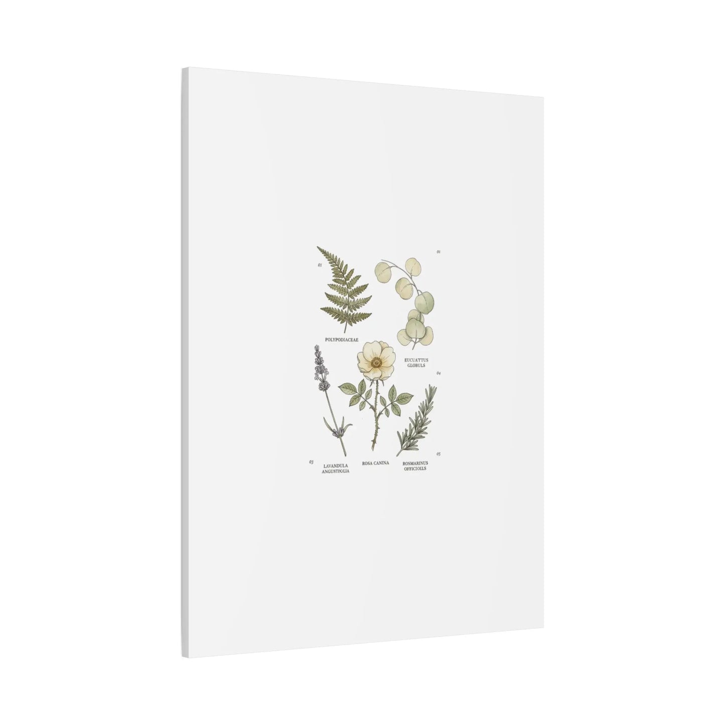 Botanical Illustration Canvas | Herbarium Wall Print, Vintage Plant Diagram Printify