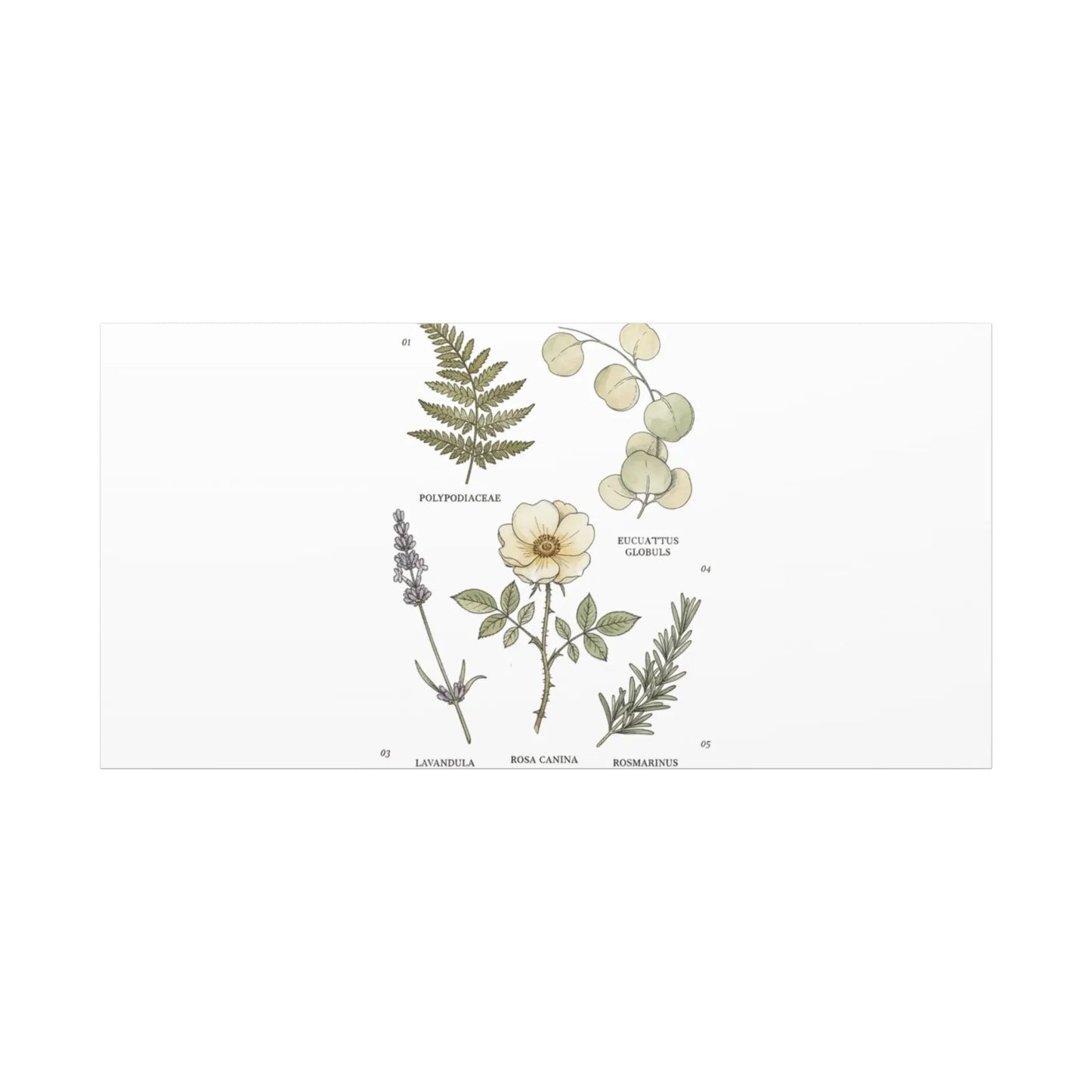 Botanical Illustration Canvas | Herbarium Wall Print, Vintage Plant Diagram Printify