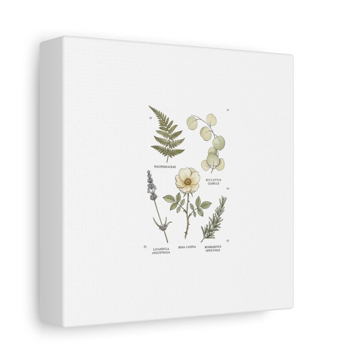 Botanical Illustration Canvas | Herbarium Wall Print, Vintage Plant Diagram Printify