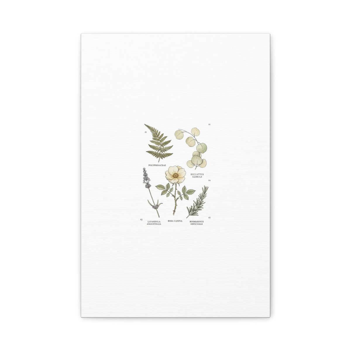 Botanical Illustration Canvas | Herbarium Wall Print, Vintage Plant Diagram Printify