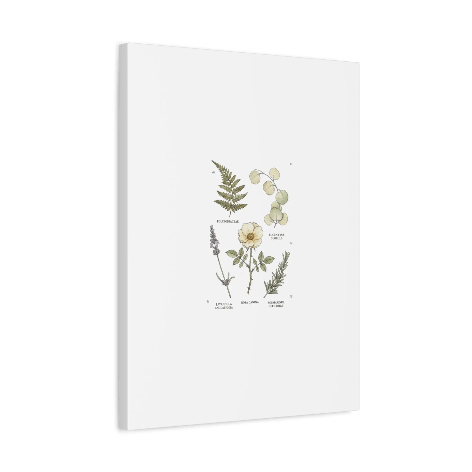 Botanical Illustration Canvas | Herbarium Wall Print, Vintage Plant Diagram Printify