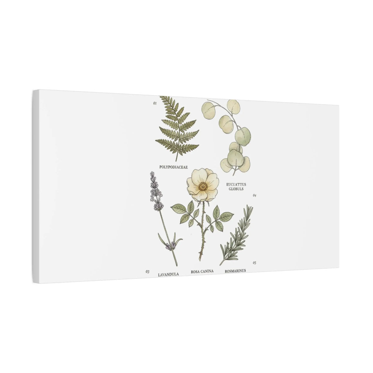 Botanical Illustration Canvas | Herbarium Wall Print, Vintage Plant Diagram Printify