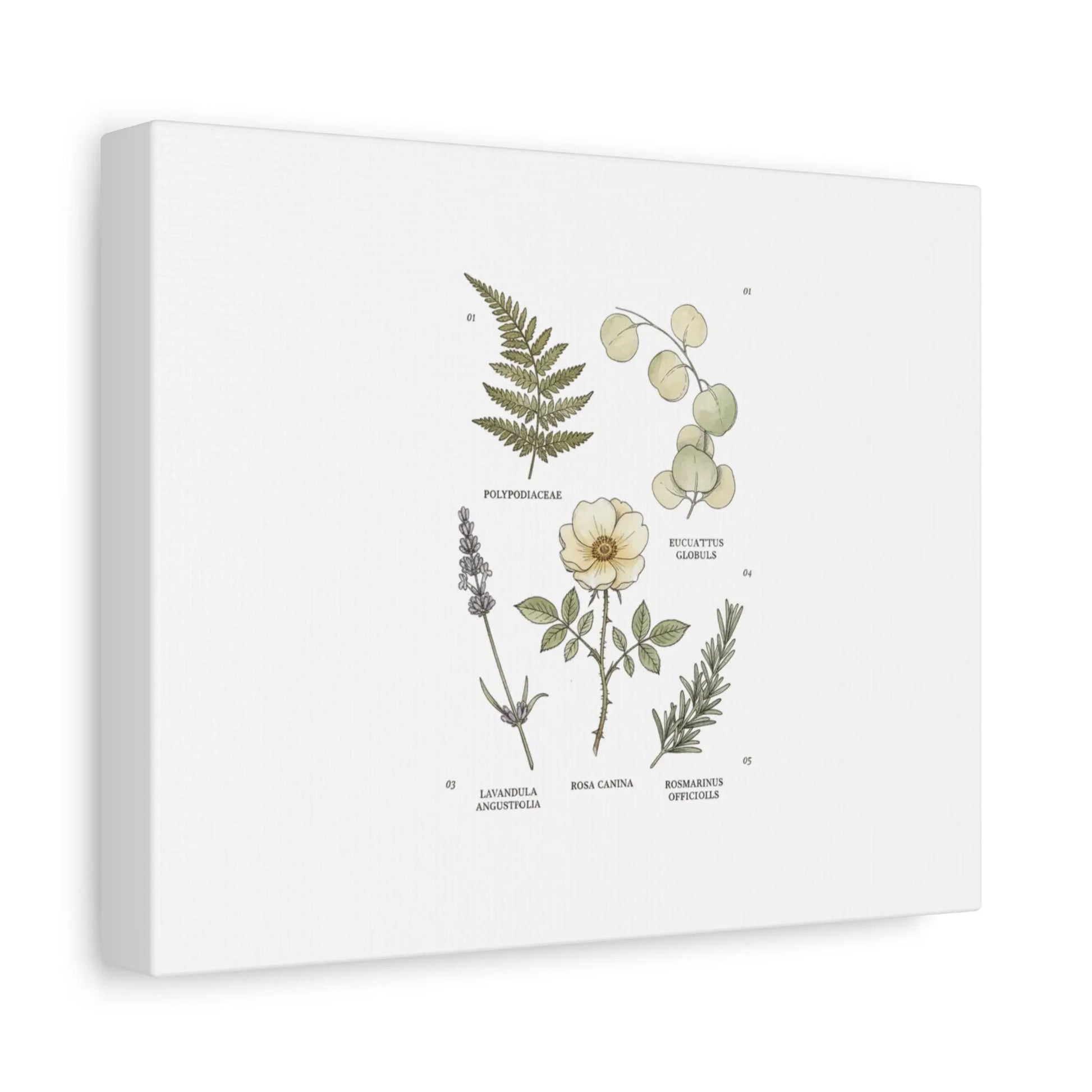 Botanical Illustration Canvas | Herbarium Wall Print, Vintage Plant Diagram Printify