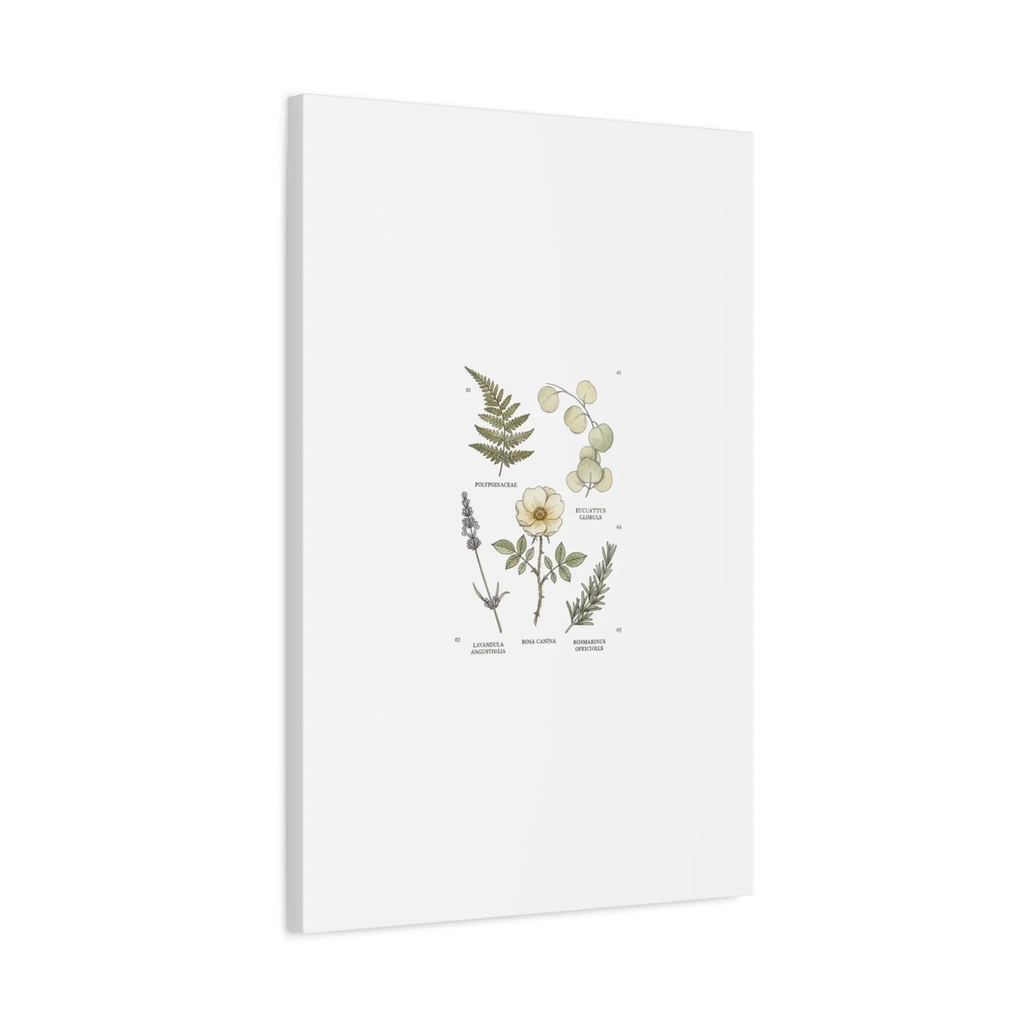 Botanical Illustration Canvas | Herbarium Wall Print, Vintage Plant Diagram Printify