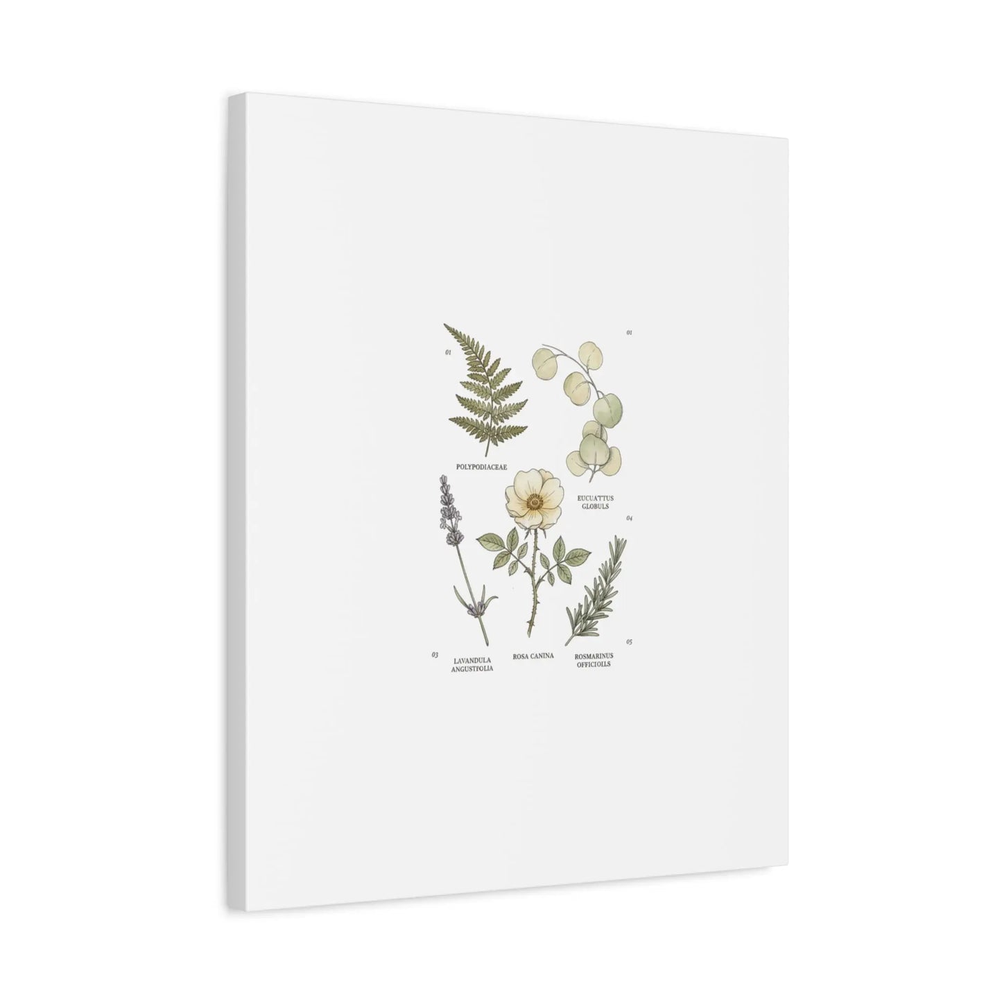 Botanical Illustration Canvas | Herbarium Wall Print, Vintage Plant Diagram Printify