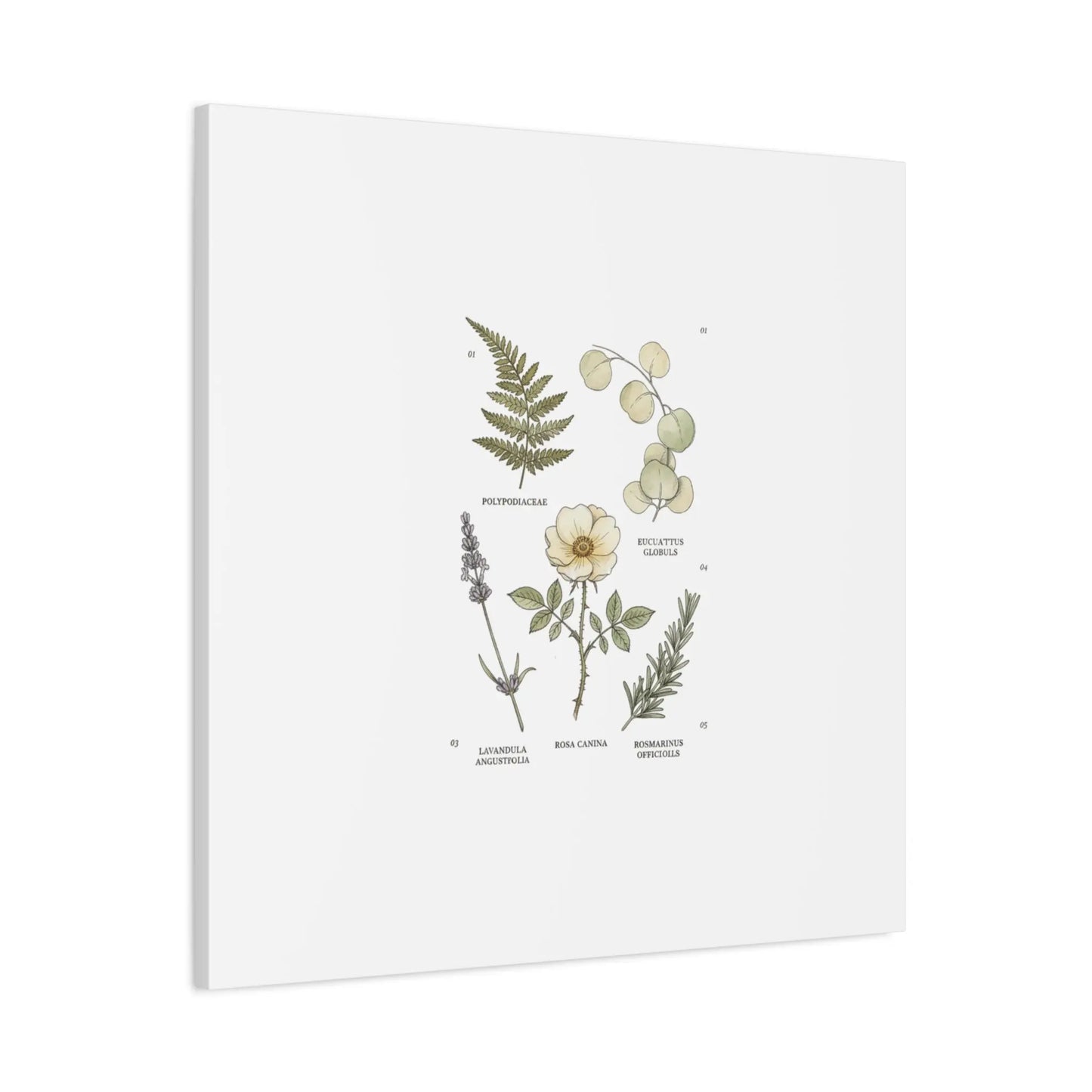Botanical Illustration Canvas | Herbarium Wall Print, Vintage Plant Diagram Printify