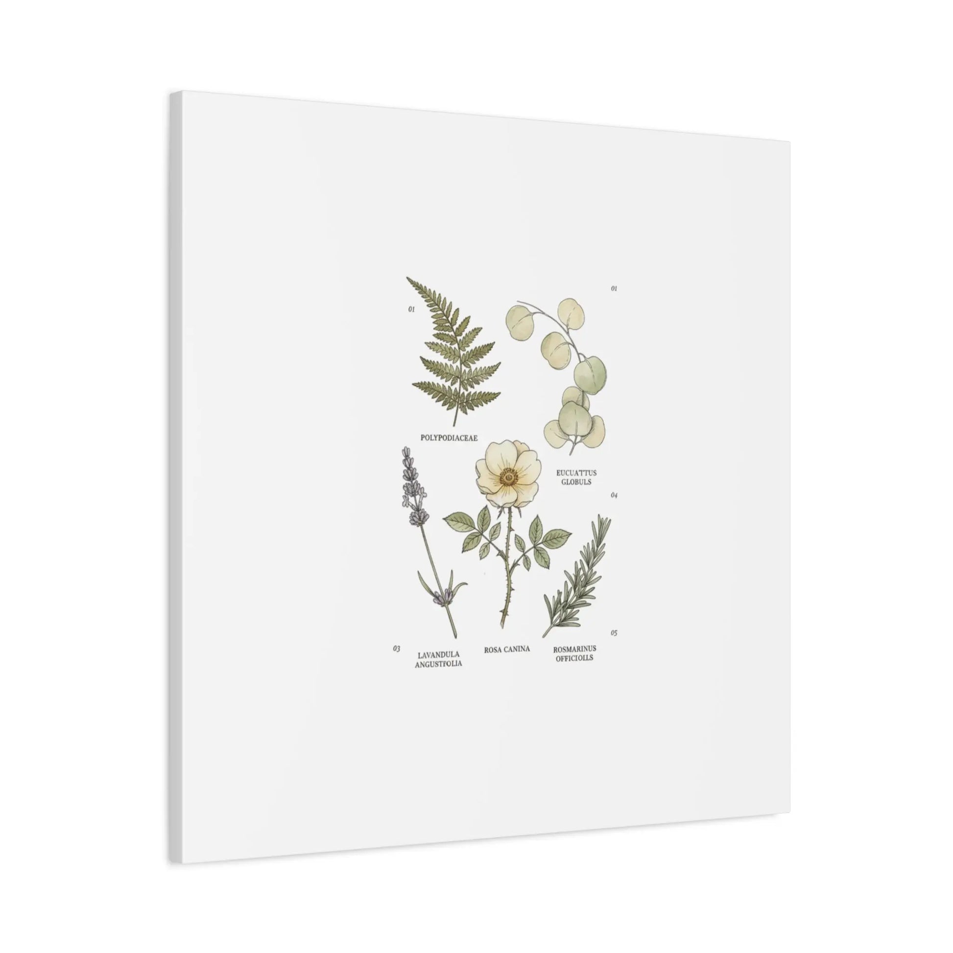 Botanical Illustration Canvas | Herbarium Wall Print, Vintage Plant Diagram Printify