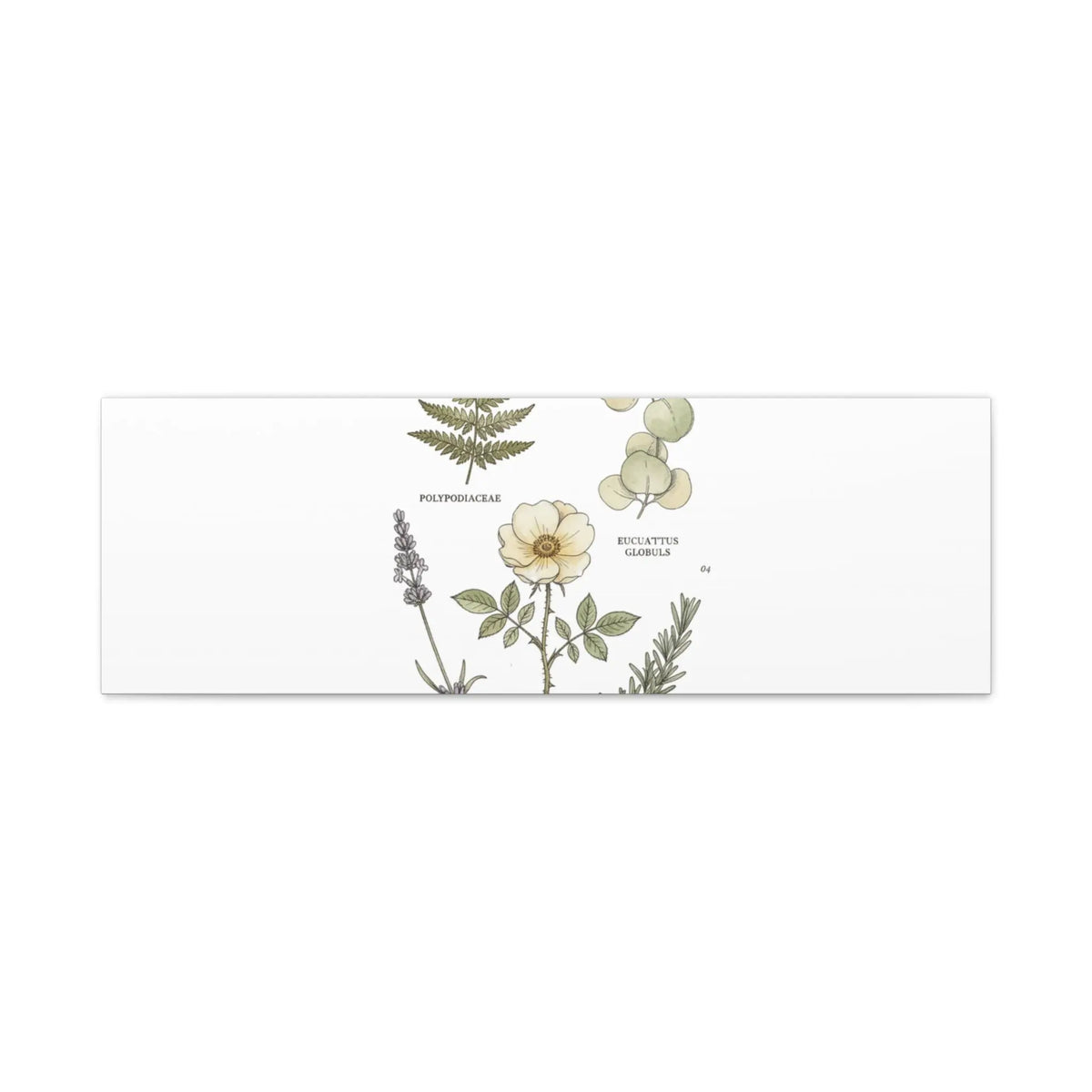 Botanical Illustration Canvas | Herbarium Wall Print, Vintage Plant Diagram Printify
