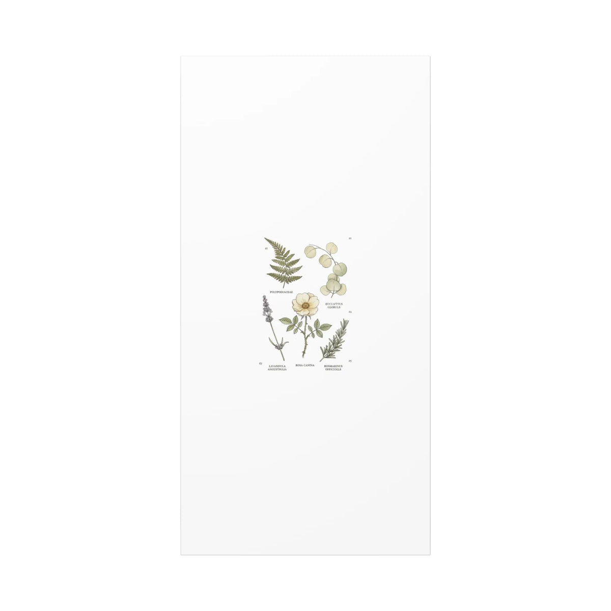Botanical Illustration Canvas | Herbarium Wall Print, Vintage Plant Diagram Printify