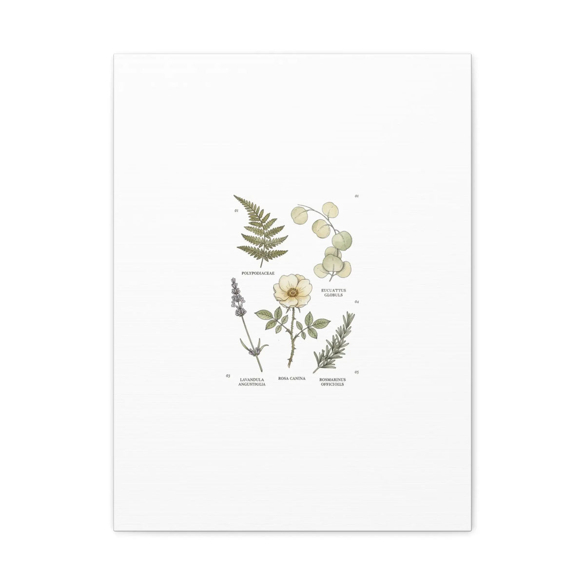 Botanical Illustration Canvas | Herbarium Wall Print, Vintage Plant Diagram Printify