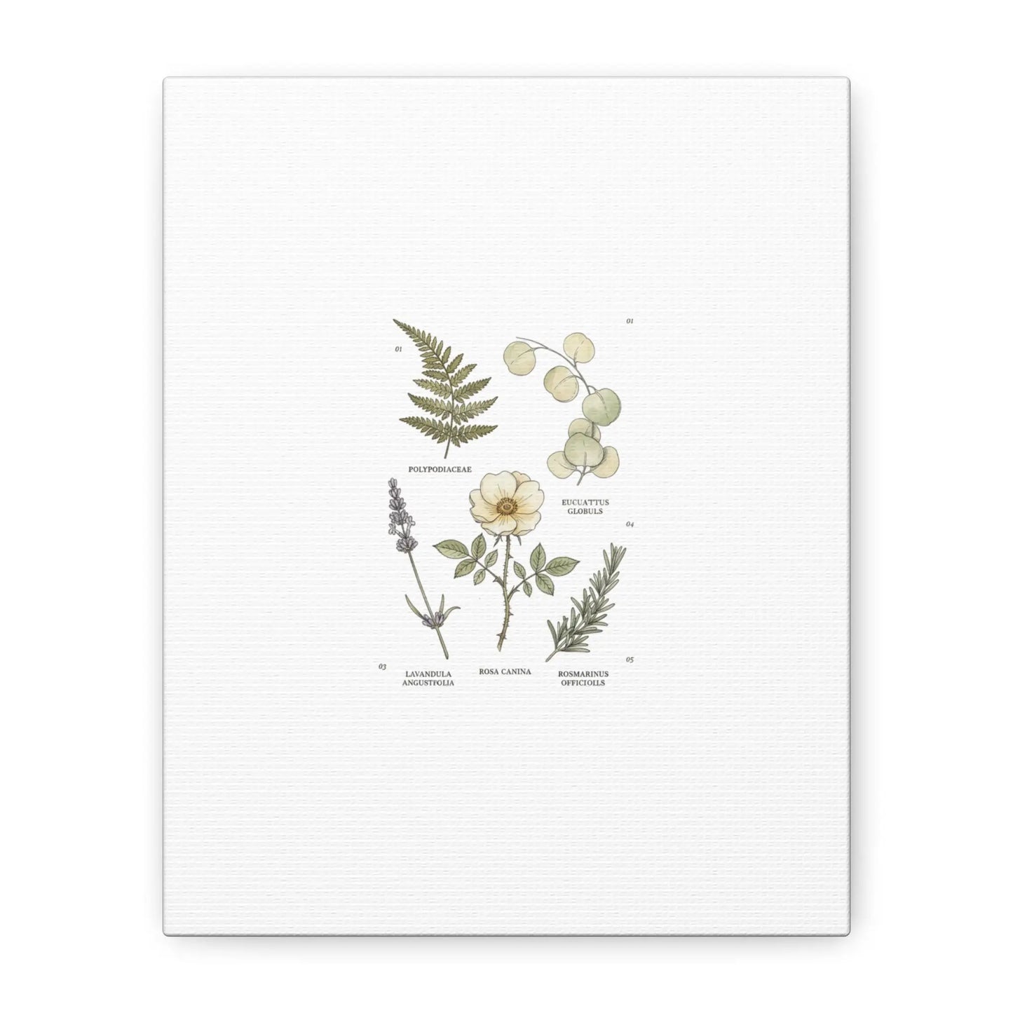 Botanical Illustration Canvas | Herbarium Wall Print, Vintage Plant Diagram Printify