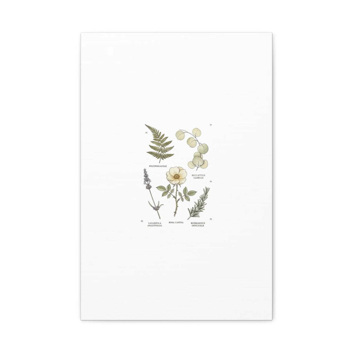 Botanical Illustration Canvas | Herbarium Wall Print, Vintage Plant Diagram Printify