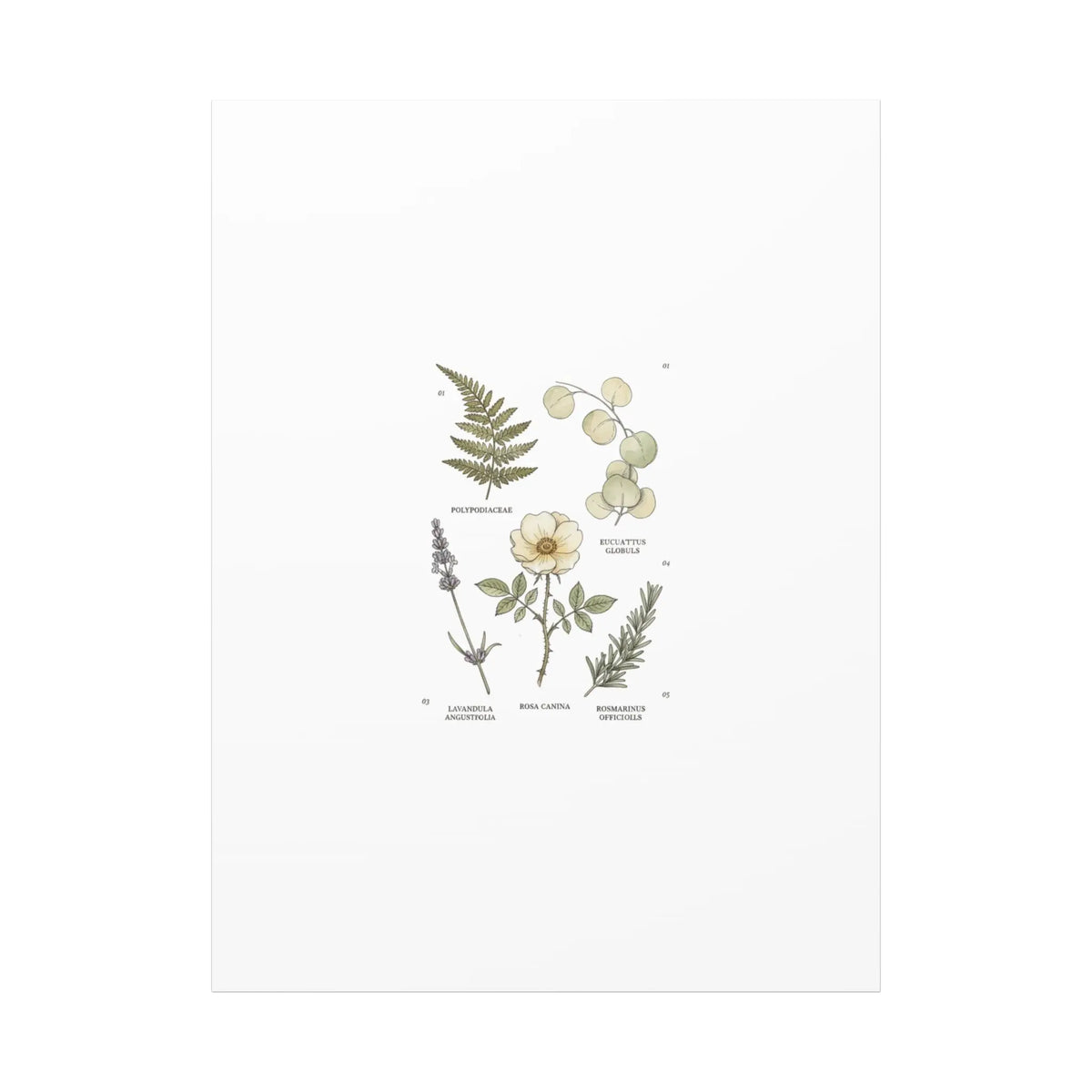 Botanical Illustration Canvas | Herbarium Wall Print, Vintage Plant Diagram Printify