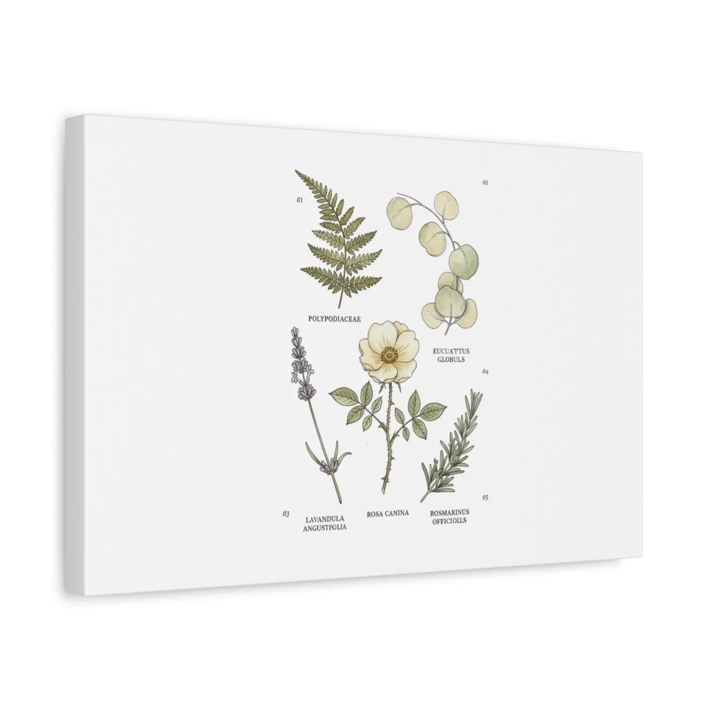 Botanical Illustration Canvas | Herbarium Wall Print, Vintage Plant Diagram Printify