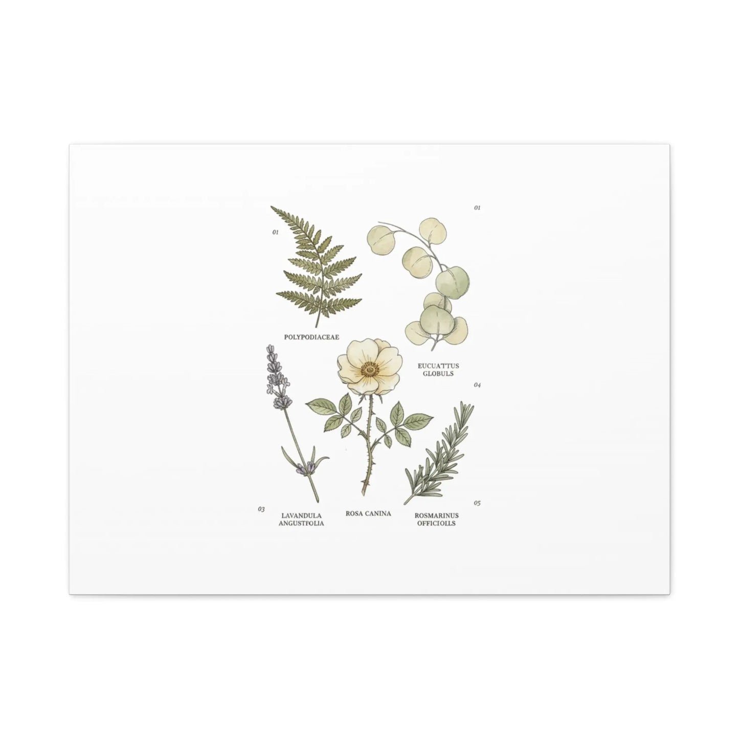 Botanical Illustration Canvas | Herbarium Wall Print, Vintage Plant Diagram Printify