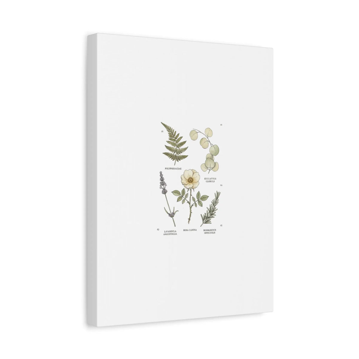Botanical Illustration Canvas | Herbarium Wall Print, Vintage Plant Diagram Printify