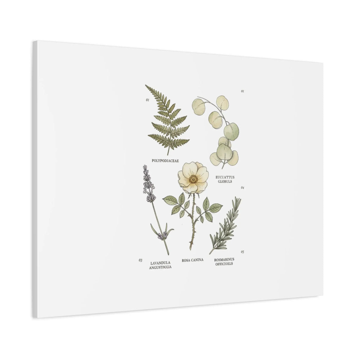 Botanical Illustration Canvas | Herbarium Wall Print, Vintage Plant Diagram Printify