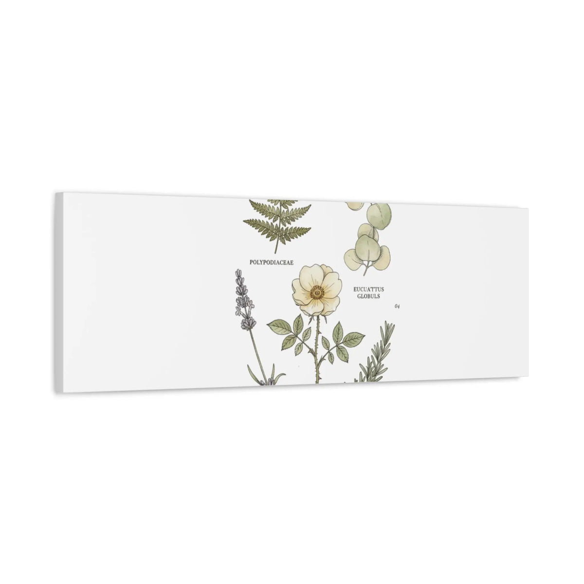 Botanical Illustration Canvas | Herbarium Wall Print, Vintage Plant Diagram Printify