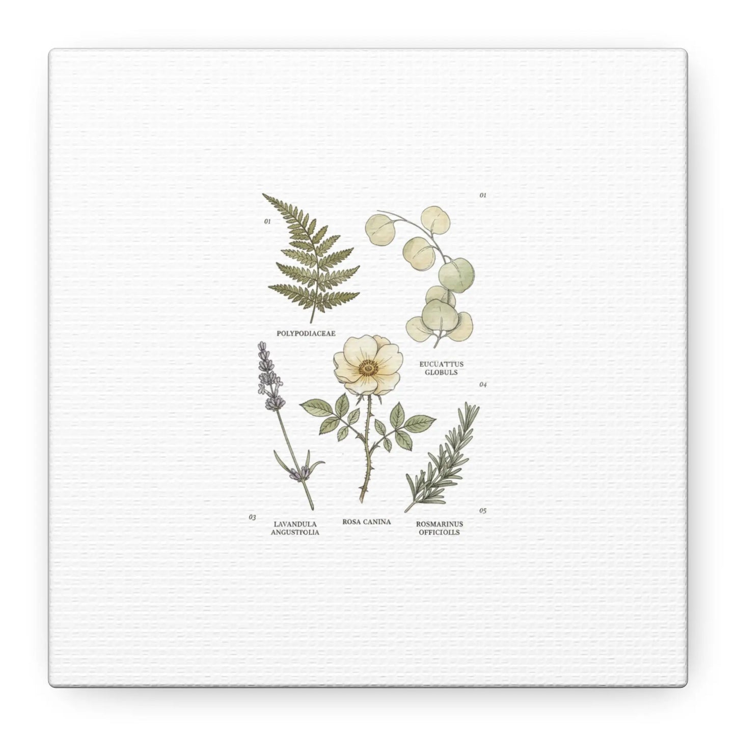 Botanical Illustration Canvas | Herbarium Wall Print, Vintage Plant Diagram Printify
