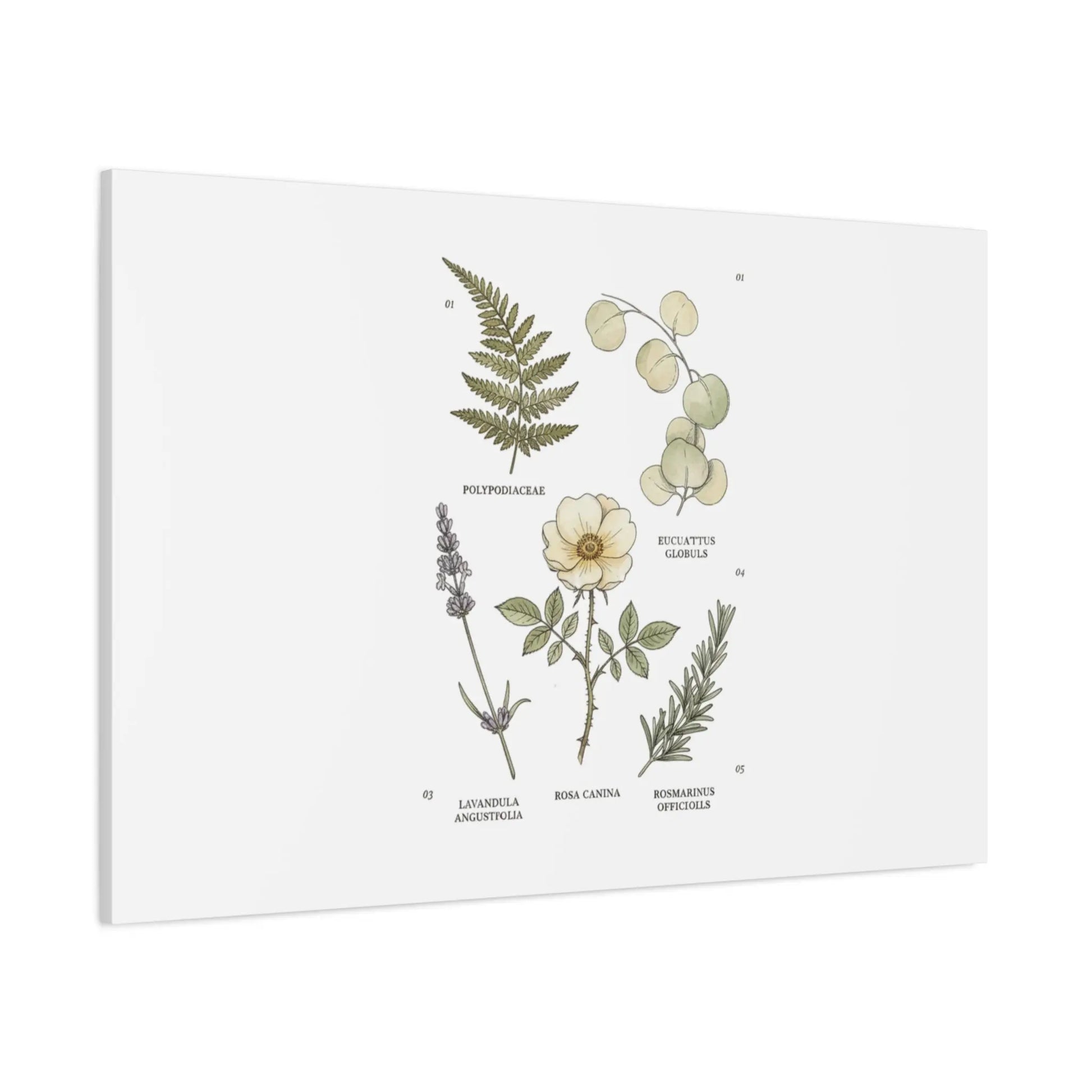Botanical Illustration Canvas | Herbarium Wall Print, Vintage Plant Diagram Printify