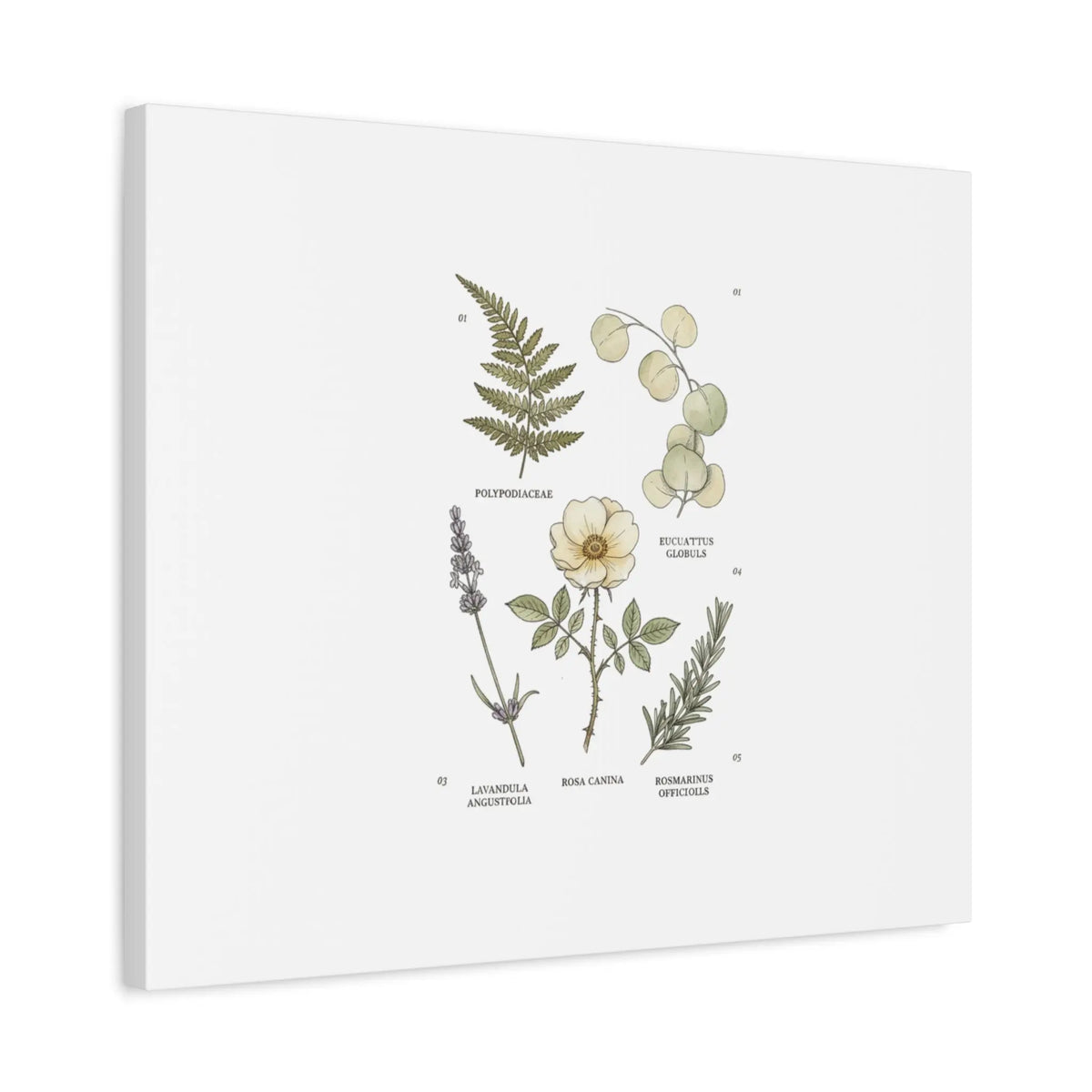 Botanical Illustration Canvas | Herbarium Wall Print, Vintage Plant Diagram Printify