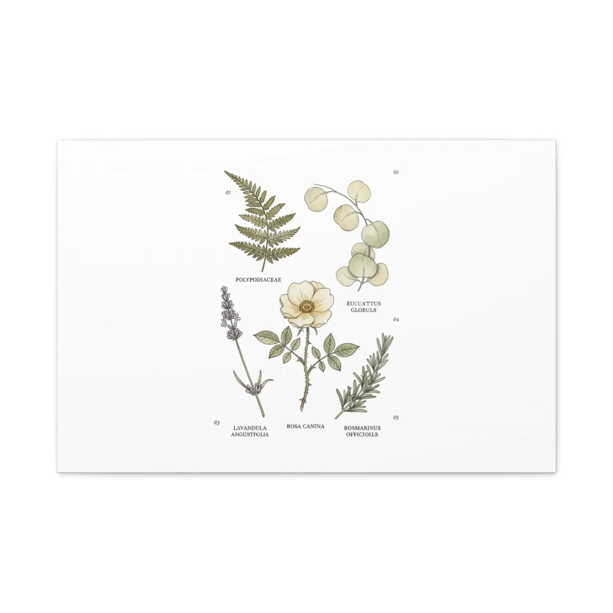 Botanical Illustration Canvas | Herbarium Wall Print, Vintage Plant Diagram Printify