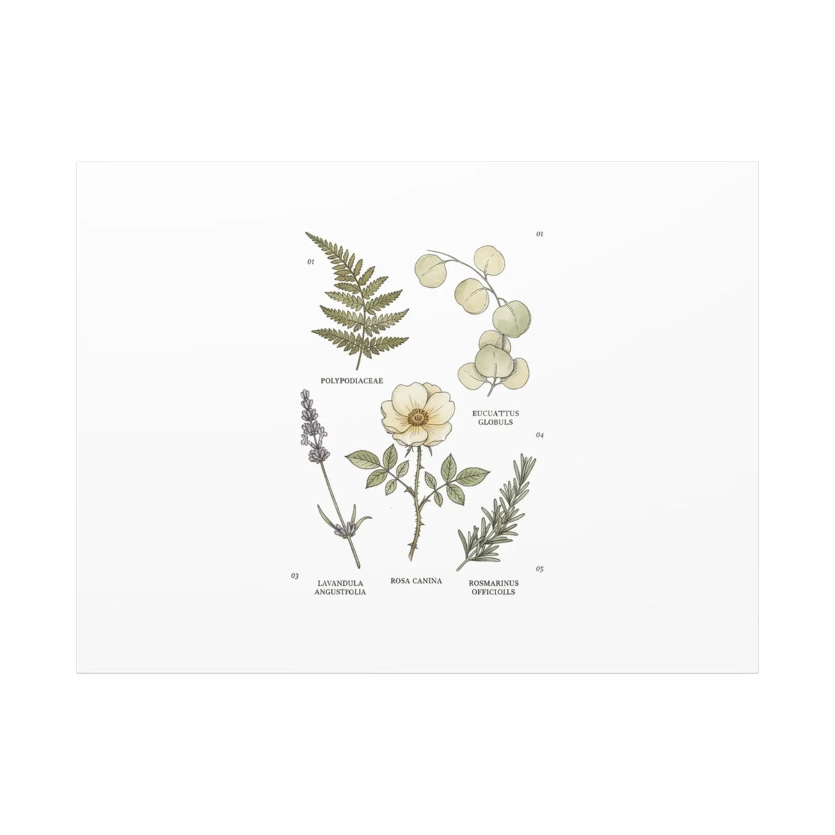 Botanical Illustration Canvas | Herbarium Wall Print, Vintage Plant Diagram Printify