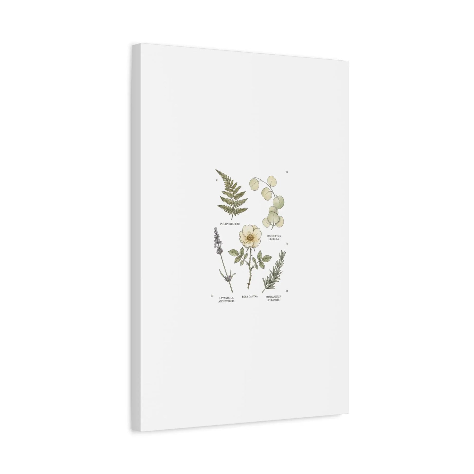 Botanical Illustration Canvas | Herbarium Wall Print, Vintage Plant Diagram Printify