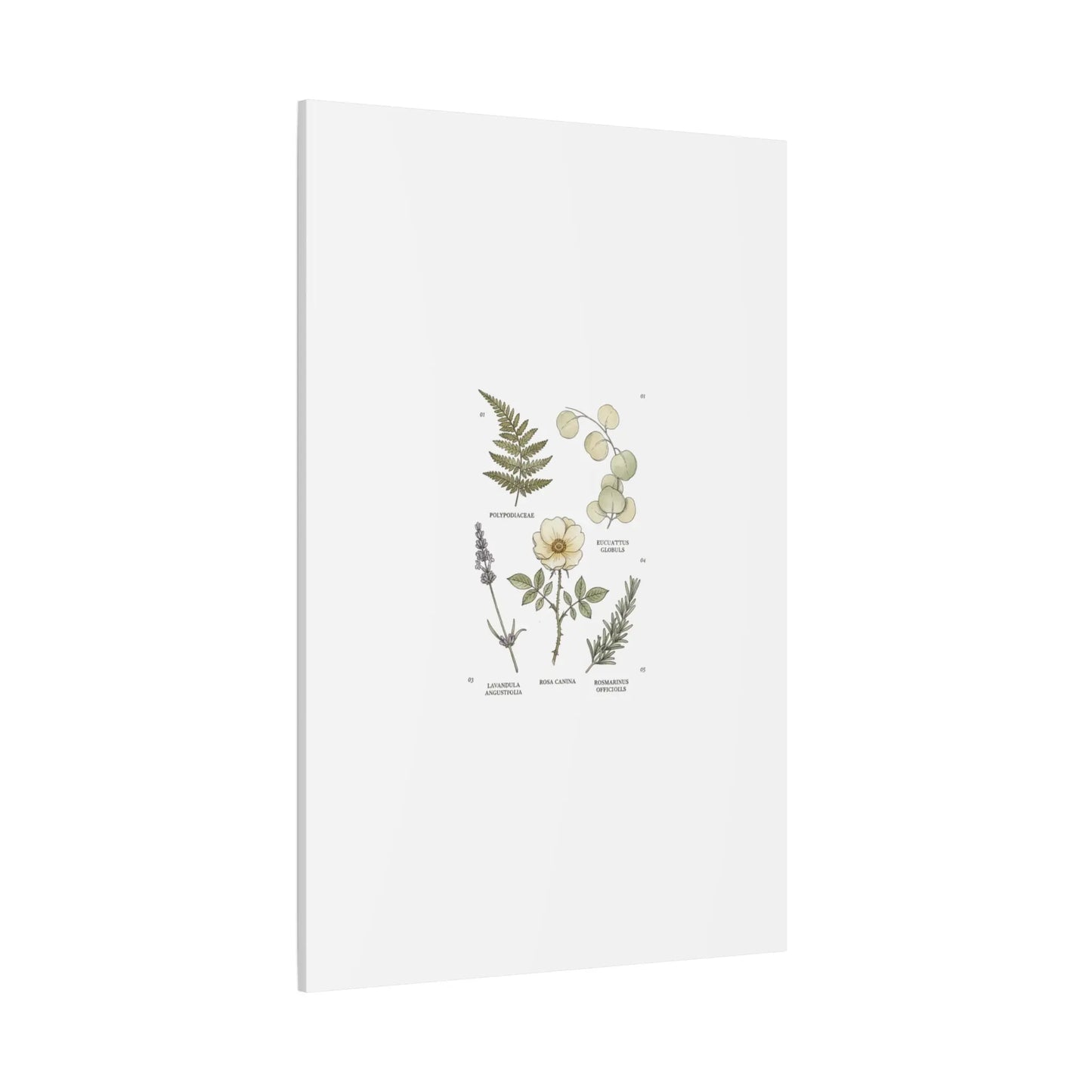 Botanical Illustration Canvas | Herbarium Wall Print, Vintage Plant Diagram Printify