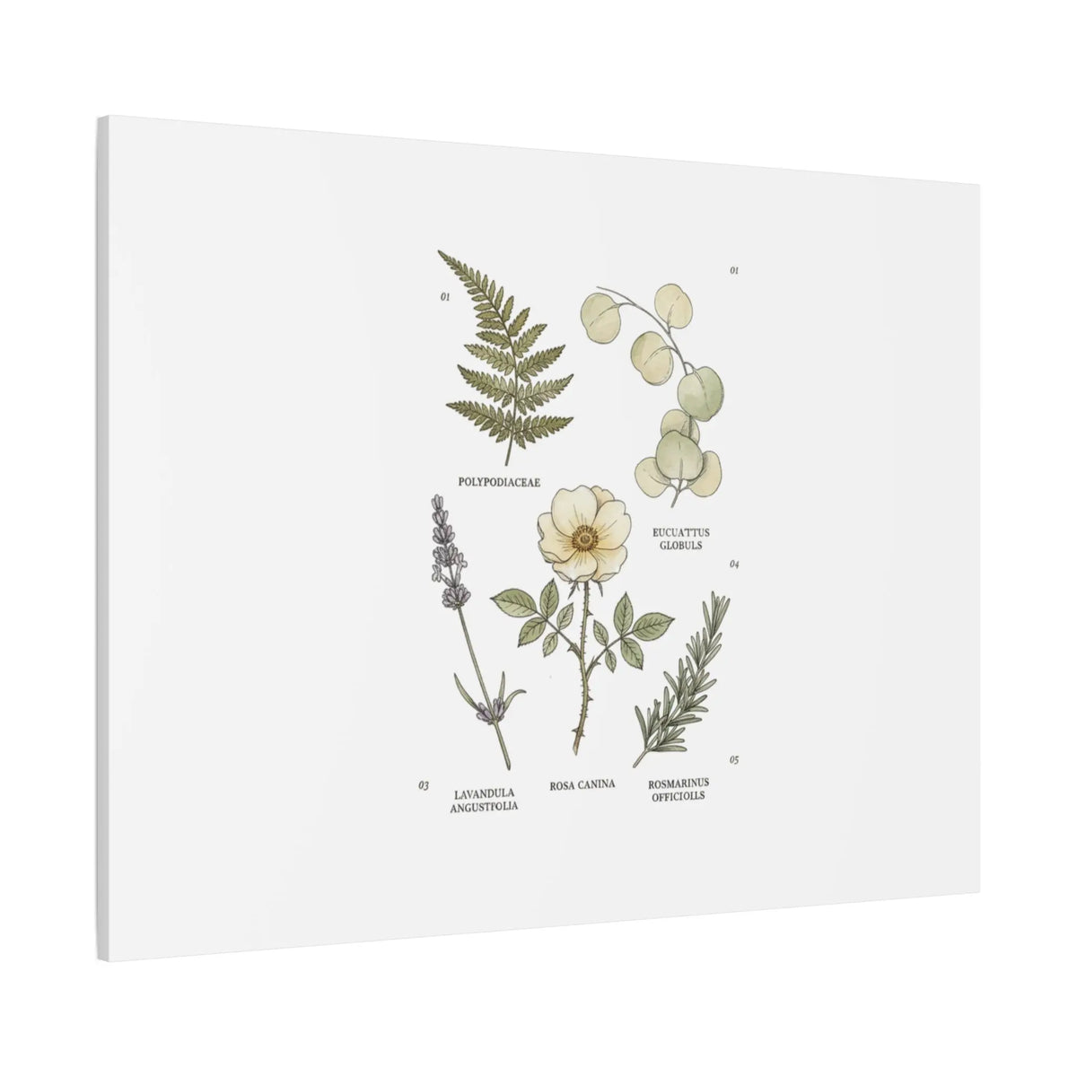 Botanical Illustration Canvas | Herbarium Wall Print, Vintage Plant Diagram Printify