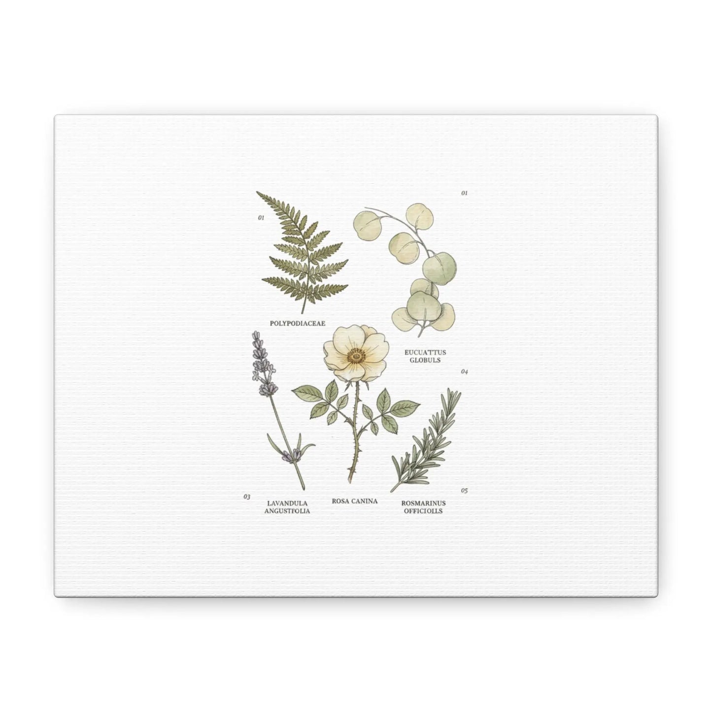 Botanical Illustration Canvas | Herbarium Wall Print, Vintage Plant Diagram Printify