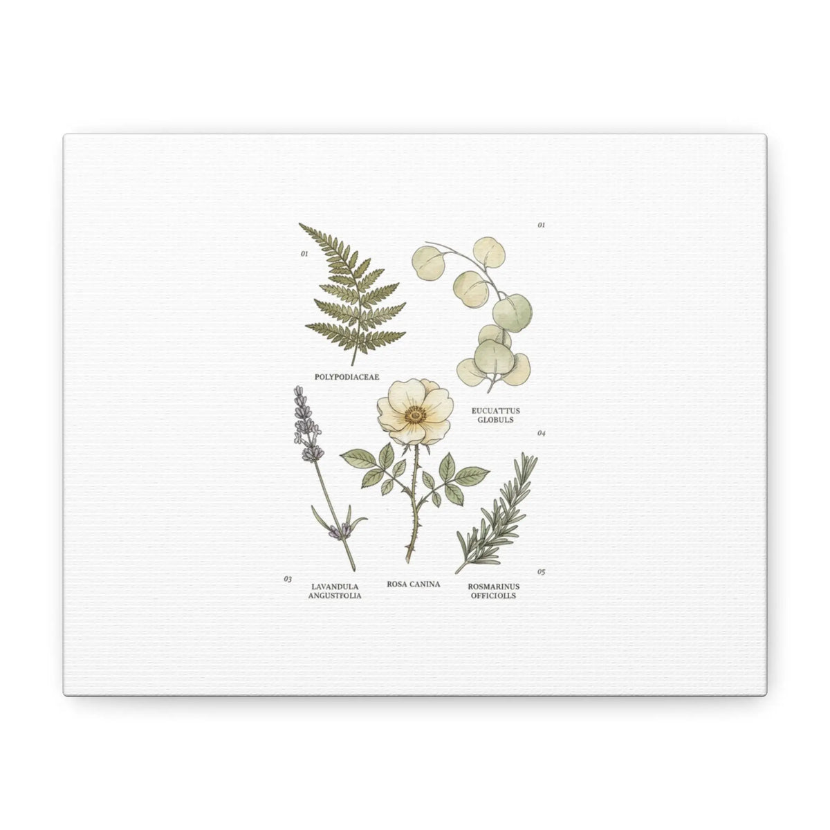 Botanical Illustration Canvas | Herbarium Wall Print, Vintage Plant Diagram Printify