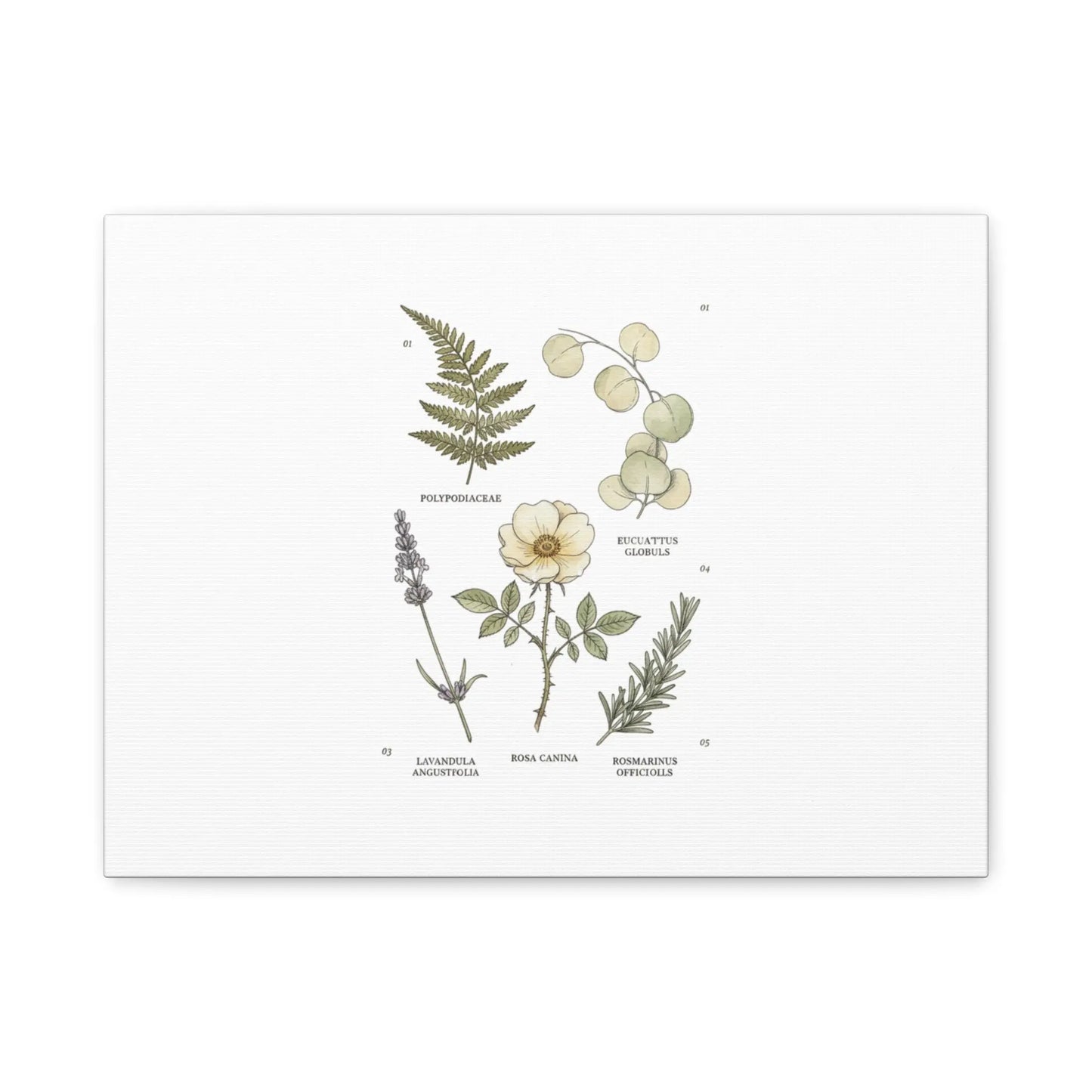 Botanical Illustration Canvas | Herbarium Wall Print, Vintage Plant Diagram Printify