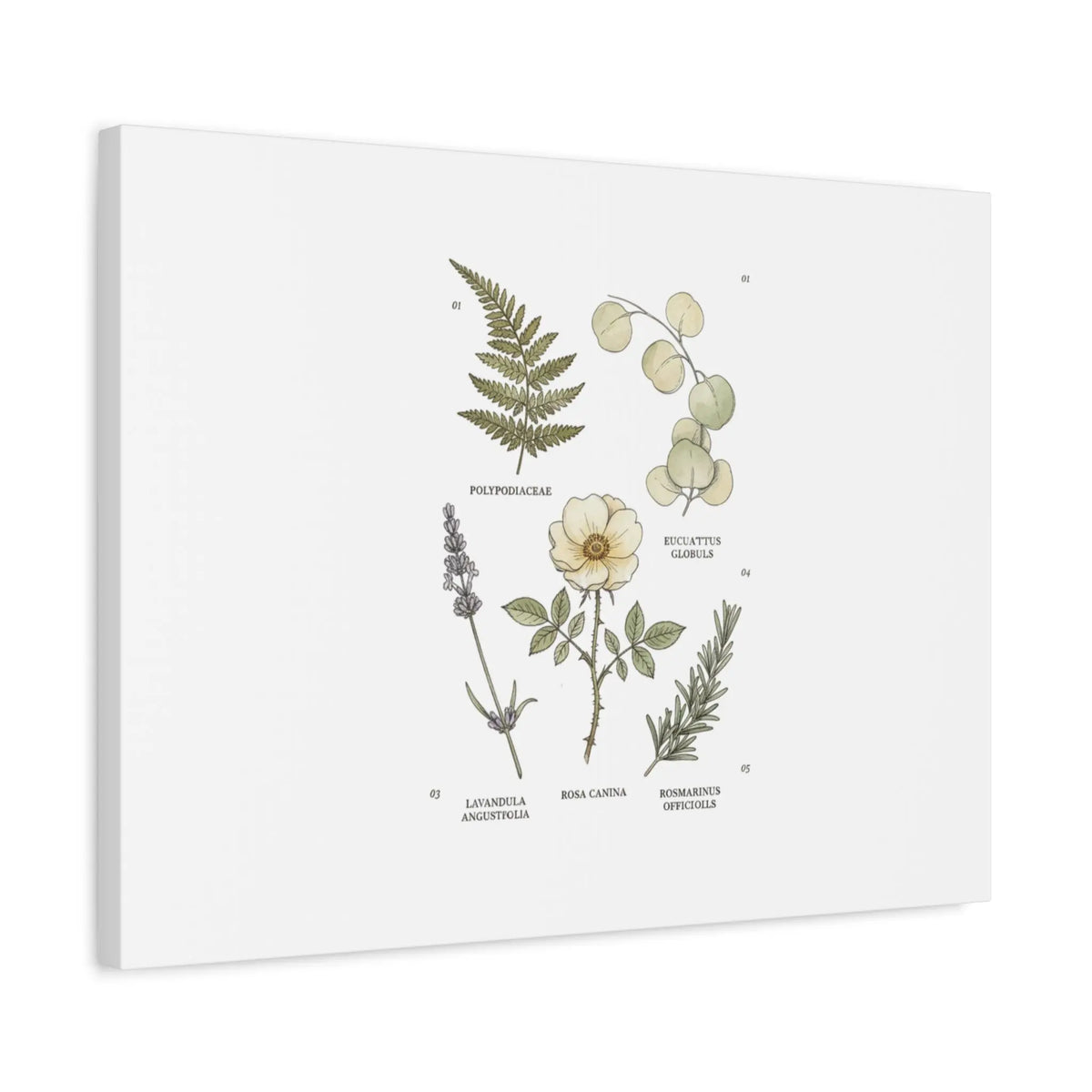 Botanical Illustration Canvas | Herbarium Wall Print, Vintage Plant Diagram Printify