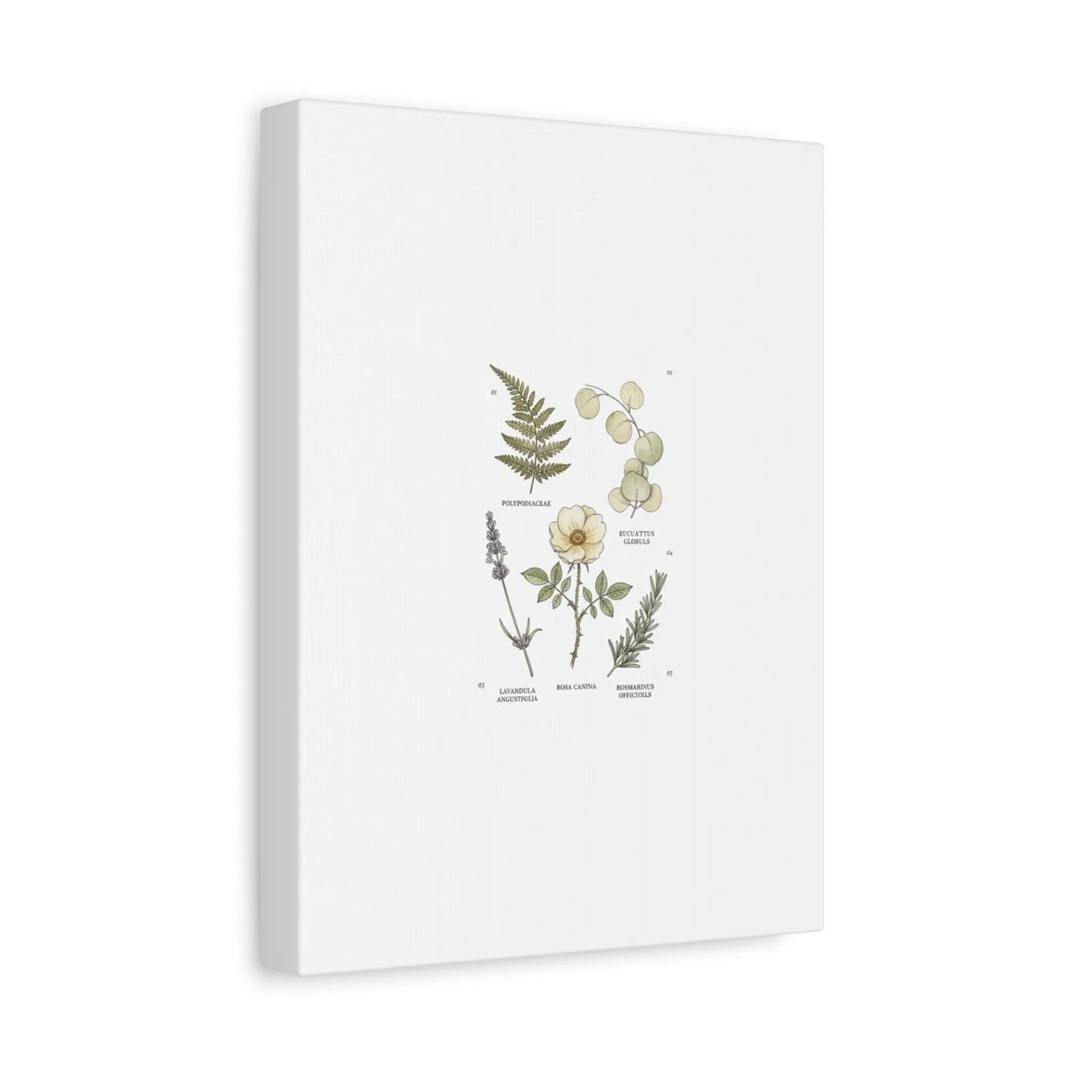 Botanical Illustration Canvas | Herbarium Wall Print, Vintage Plant Diagram Printify